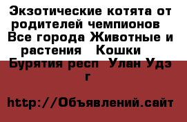  Экзотические котята от родителей чемпионов - Все города Животные и растения » Кошки   . Бурятия респ.,Улан-Удэ г.